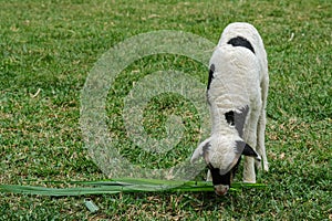 Basking little lamb, Lamb grazing on green grass meadow, spring Lambs in countryside in the sunshine