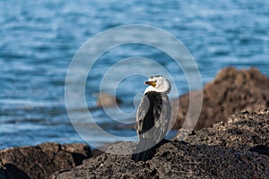 Basking pied cormorant