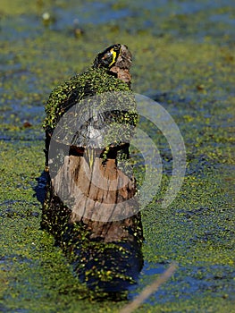 Basking Pond Slider Turtle