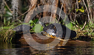 Basking River Slider Turtles on log, Okefenokee Swamp National Wildlife Refuge