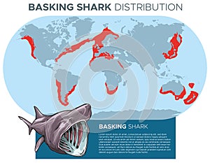 Basking shark distribution