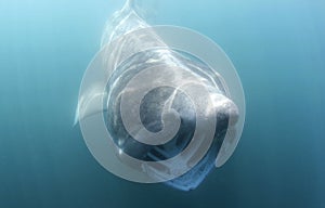 A basking shark swimming towards camera