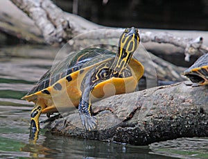 Basking Turtle