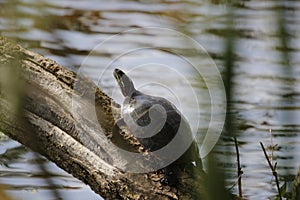 Basking turtle on the old piece of wood over the water surface on a sunny day