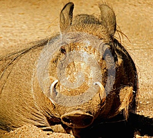 Basking warthog at Marwell Zoo England