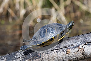 Basking Yellow River Slider Turtle