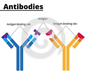 Illustration of the antibodies structure