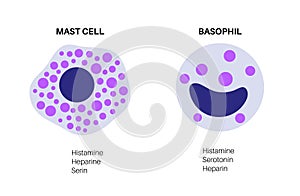 Basophil and mast cell photo