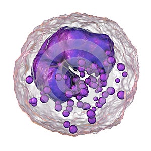 Basophil, a white blood cell photo