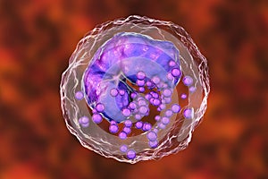 Basophil, a white blood cell photo