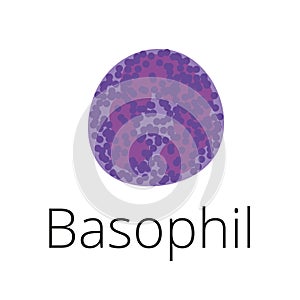 Basophil, a white blood cell, illustration. Leukocyte, allergic, granules, inflammation.