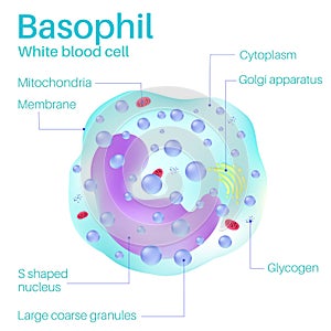 Basophil are white blood cells. photo