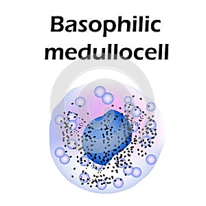 Basophils structure. Basophils blood cells. Medullocell. White blood cells. leukocytes. Infographics. Vector photo