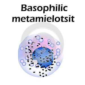 Basophils structure. Basophils blood cells. Metamyelocytes. White blood cells. leukocytes. Infographics. Vector photo