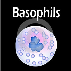 Basophils structure. Basophils blood cells. White blood cells. leukocytes. Infographics. Vector illustration on isolated photo