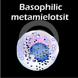 Basophils structure. Basophils blood cells. White blood cells. leukocytes. Infographics. Vector illustration on isolated photo