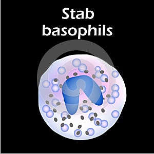 Basophils structure. Basophils blood cells. White blood cells. leukocytes. Infographics. Vector illustration on isolated photo
