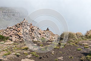 Basotho herdsman at the top of the chain ladders