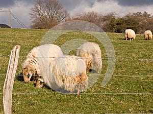 Basque Country Farm field scene with sheeps