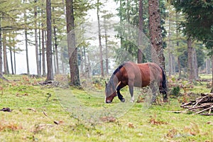 Basque mountain horse breed horse pasturing on the mountain.