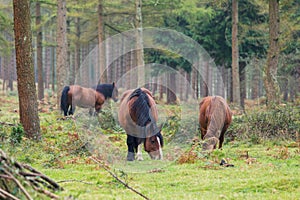 Basque mountain horse breed horse pasturing on the mountain.