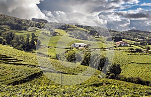 Basque vineyards