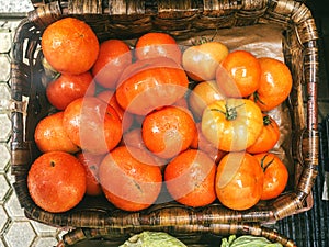 A basquet of ecological tomatoes