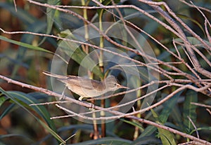 Basrakarekiet, Basra reed warbler, Acrocephalus griseldis photo
