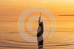 Bass caught on fishing tackle. Angler releasing river perch at the gold sunset. Perch caught on the spinner by fisherman in the