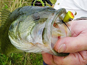 Bass Caught on Fly