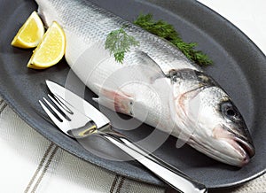 Bass, dicentrarchus labrax, Fresh Fish on Plate with Persley and Lemon photo