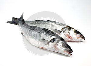 Bass, dicentrarchus labrax, Fresh Fishes against White Background
