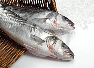 Bass, dicentrarchus labrax, Fresh Fishes against White Background