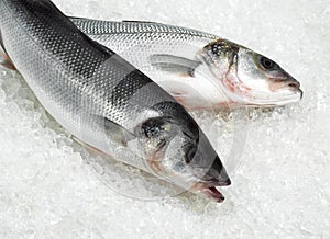 Bass, dicentrarchus labrax, Fresh Fishes on Ice photo