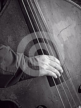 Bass Fiddle