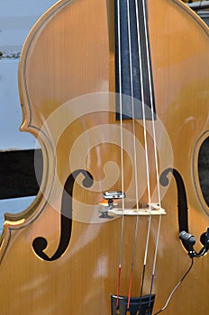 Bass Fiddle