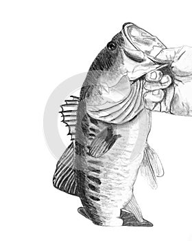 Bass Fish Drawing