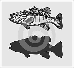 Bass fish illustration.