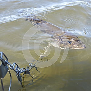Bass fish on a stringer