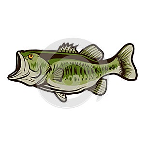 Bass fish vector illustration design isolated object on white background