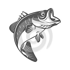 Bass fish vector illustration in monochrome vintage style. Design elements for logo, label, emblem.