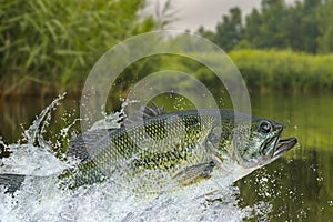 Bass fishing. Largemouth perch fish jumping with splashing in water
