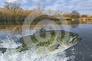 Bass fishing. Largemouth perch fish jumping with splashing in water