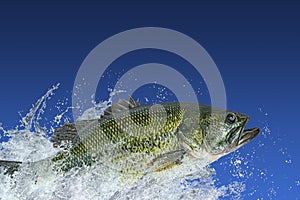 Bass fishing. Largemouth perch fish jumping with splashing in water isolated on blue background