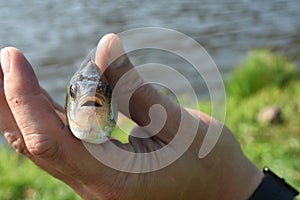 Bass   Perca fluviatilis   on the man palm