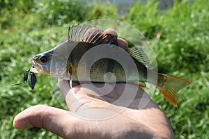 Bass   Perca fluviatilis  with spinner