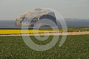 The Bass Rock in Scotland with fields in foreground