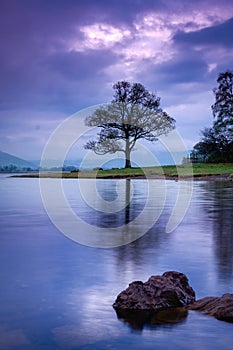 Bassenthwaite Lone Tree, English Lake District