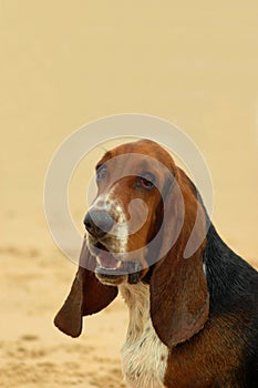 Basset