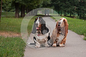 Two bassets sit